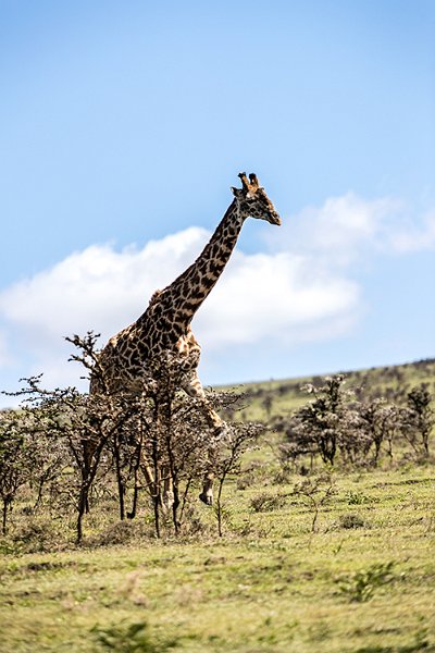 TZA ARU Ngorongoro 2016DEC23 055